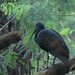 Green Ibis, Mesembrinibis cayennensis