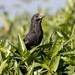 Smooth-billed Ani (Crotophaga ani)