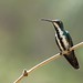 Black-Throated Mango  - Anthracothorax nigricollis (5) F