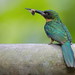 Jacamará colirrufo - Rufous-Tailed Jacamar - (Galbula ruficauda)