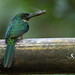 Jacamará colirrufo - Rufous-Tailed Jacamar - (Galbula ruficauda)