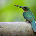 Jacamará colirrufo - Rufous-Tailed Jacamar - (Galbula ruficauda)