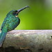 Jacamará colirrufo - Rufous-Tailed Jacamar - (Galbula ruficauda)