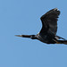 Anhinga anhinga (Anhinga, Snakebird, Darter, or Water Turkey)