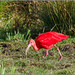 Scarlet Ibis (Eudocimus ruber)