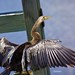 Anhinga female (Anhinga anhinga)