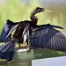 Anhinga male (Anhinga anhinga)