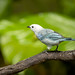 Blue-gray Tanager (Thraupis episcopus)_NZ82327