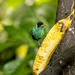 Green Honeycreeper (Chlorophanes spiza)_NZ82346