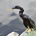 Anhinga male (Anhinga anhinga)