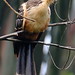 Hoatzin (Opisthocomus hoazin)