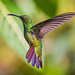 DSC09915 Black-Throated Mango, Anthracothorax nigricollis.