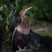 Anhinga