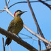 Carpintero Nuca Roja (Colaptes melanochloros) hembra