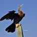 Anhinga female (Anhinga anhinga)