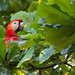 Scarlet Macaw | Ara macao | 2023 - 7