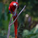 Scarlet Macaw | Ara macao | 2023 - 8