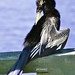 Anhinga male (Anhinga anhinga)