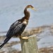 Anhinga female (Anhinga anhinga)