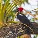 D38K5782 Lineated Woodpecker, Driocopus lineatus.