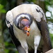 Koningsgier (Sarcoramphus papa) || Ouwehands Dierenpark