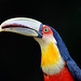 Red-breasted Toucan // Tucano-de-bico-verde