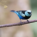 Blue-necked Tanager (Tangara cyanicollis)