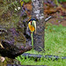 Red-breasted Toucan // Tucano-de-bico-verde