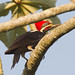 D38K5731 Lineated Woodpecker, Dryocopus lineatus.