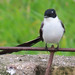 Fork-tailed Flycatcher, Tyrannus savana