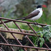 Fork-tailed Flycatcher, Tyrannus savana