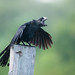 Smooth-billed ani (Crotophaga ani)