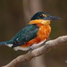 Martín Pescador Enano - American Pygmy Kingfisher - (Chloroceryle aenea)