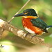 Martín Pescador Enano - American Pygmy Kingfisher - (Chloroceryle aenea)