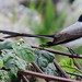 Fork-tailed Flycatcher, Tyrannus savana