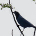 Azure Jay, Cyanocorax caeruleus