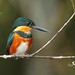 Martín Pescador Enano - American Pygmy Kingfisher - (Chloroceryle aenea)