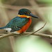 Martín Pescador Enano - American Pygmy Kingfisher - (Chloroceryle aenea)