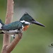 Martín Pescador Verde - Green Kingfisher - (Chloroceryle americana)