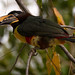 24HAUG0683Pantanal