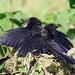 Smooth-billed Ani