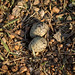 Vanellus chilensis (Southern Lapwing) nest - Pousada Aguape, Pantanal, Mato Grosso do Sul, Brazil