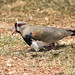 Vanellus chilensis (Southern Lapwing) nesting - Pousada Aguape, Pantanal, Mato Grosso do Sul, Brazil-3