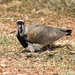 Vanellus chilensis (Southern Lapwing) nesting - Pousada Aguape, Pantanal, Mato Grosso do Sul, Brazil-2