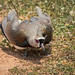 Vanellus chilensis (Southern Lapwing) nest - Pousada Aguape, Pantanal, Mato Grosso do Sul, Brazil-2