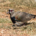 Vanellus chilensis (Southern Lapwing) nesting - Pousada Aguape, Pantanal, Mato Grosso do Sul, Brazil