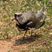 Vanellus chilensis (Southern Lapwing) nest - Pousada Aguape, Pantanal, Mato Grosso do Sul, Brazil