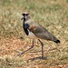 Vanellus chilensis (Southern Lapwing) - Pousada Aguape, Pantanal, Mato Grosso do Sul, Brazil