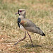 Vanellus chilensis (Southern Lapwing) - Pousada Aguape, Pantanal, Mato Grosso do Sul, Brazil-2