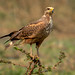 Savanna Hawk-